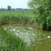 Teich mit Aussicht