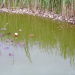 Suchbild :Wo ist der Frosch ?