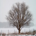 Unser Jahreszeitenbaum im Winter